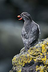 Parakeet Auklet